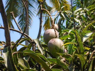 Fresh Green Mangoes on Tree Branch in Natural Sunlight. Close-up of mango tree leaves and young fruit in bright sunlight