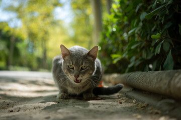 A gray cat hissing with an open mouth on a path in a park