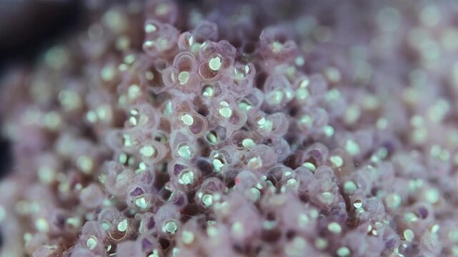 Colony of bryozoans under a microscope. Sometimes they are called Ectoprocta. Sea of Okhotsk. Under ultraviolet light.