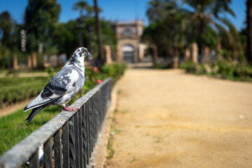 A beautiful pigeon perched on a fence in a sunny park setting