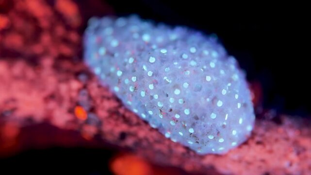 Colony of bryozoans under a microscope. Sometimes they are called Ectoprocta. Sea of Okhotsk. Under ultraviolet light.
