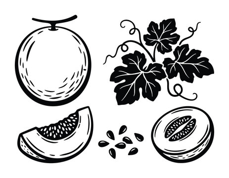 Cantaloupe fruit sketch drawing. Melon food icon set. Healthy fruit. Summer food. Vegan ingredient.