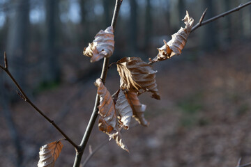 Region Teutoburger Wald