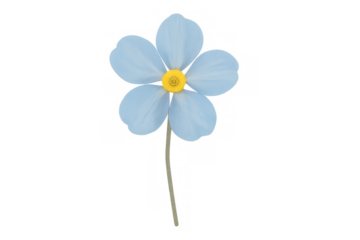 Forget-me-not flower presenting soft blue petals and a vibrant yellow center, an isolated botanical illustration