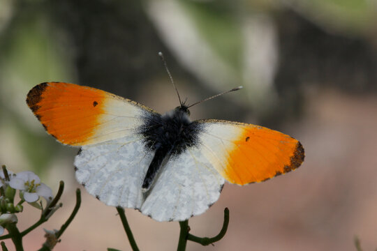 Aurorafalter (Anthocharis cardamines) Schmetterling