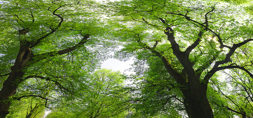 Linden (Tilia) im Frühling, Blick ins Blätterdach, Panorama 
