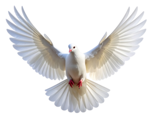 White Dove in Mid-Flight with Spread Wings Isolated on Transparent Background 