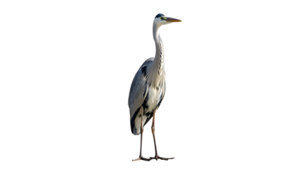 Elegant grey heron standing tall against a stark black studio background view