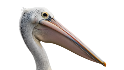 Close up of a pelican head with a long beak against a view