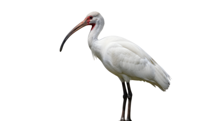 Elegant white ibis standing gracefully against a in natural light