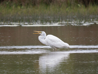 Great Egret Fishing in the River Soar