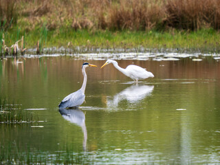 Obraz premium Great Egret Fishing and Grey Heron in the River Soar