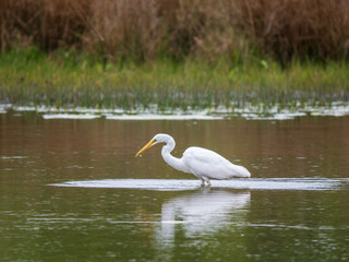 Great Egret Fishing in the River Soar