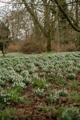 Carpet of white fresh snowdrops in spring forest. Tender spring flowers snowdrops harbingers of warming symbolize the arrival of spring. Scenic view of the spring forest with blooming flowers. High