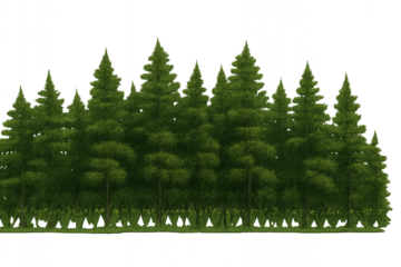 Dense evergreen forest with lush green foliage

Description:

