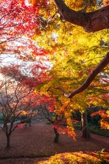 茨城県水戸市　紅葉の偕楽園もみじ谷
