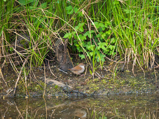 Cetti Warbler by a Pond