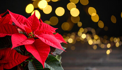 Primer plano de una flor de pascua roja sobre fondo negro, con luces doradas navideñas para diseño y felicitacion de navidad con espacio para texto 
