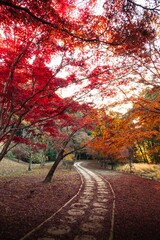 Fototapeta premium 茨城県水戸市 紅葉の偕楽園もみじ谷 