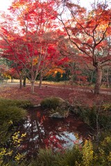茨城県水戸市　紅葉の偕楽園もみじ谷
