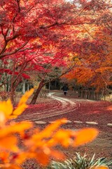 茨城県水戸市　紅葉の偕楽園もみじ谷
