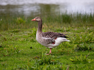 Greylag Goose in a Meadow by Soar River