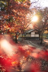 茨城県水戸市　紅葉の偕楽園もみじ谷
