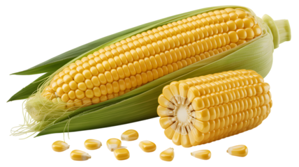 Fresh yellow corn on the cob with green husks and kernels on black