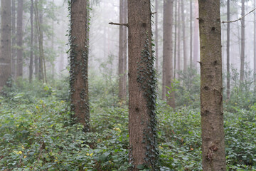 Region Teutoburger Wald