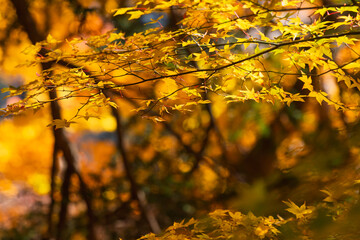 黄金色に染まる秋の黄葉モミジの枝