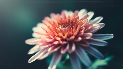 A vibrant pink and orange dahlia flower in full bloom, captured with a soft, artistic bokeh background