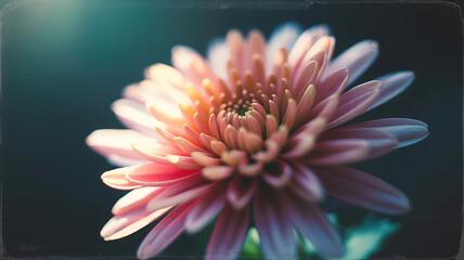 Closeup of a vibrant pink chrysanthemum flower blooming with soft light against a dark background
