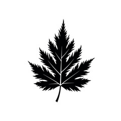 Fototapeta premium Black and white leaf illustration.