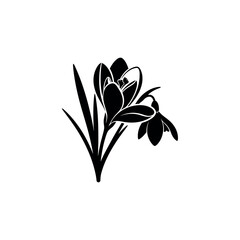 Black and White Illustration of Crocus Flowers.
