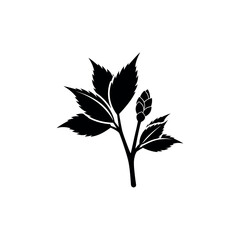 Black silhouette of a hop plant with leaves and a cone.