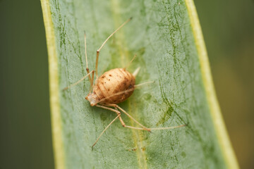 Tiny brown insect on green leaf