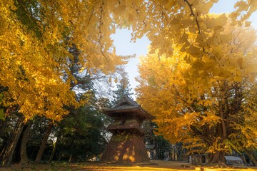 茨城県行方市　西連寺の大イチョウ
