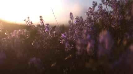 Lavender field at sunset purple flowers in soft focus with golden light