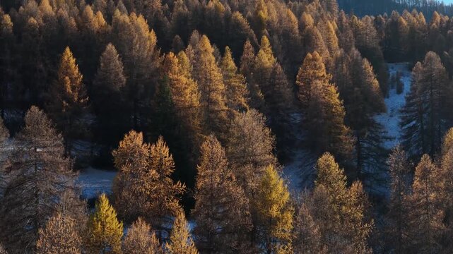 Aerial view of golden and dark green trees create a textured tapestry on the snowy landscape, Sauze d'Oulx, Piedmont, Italy.