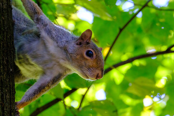 The Monza park at October: a squirrel