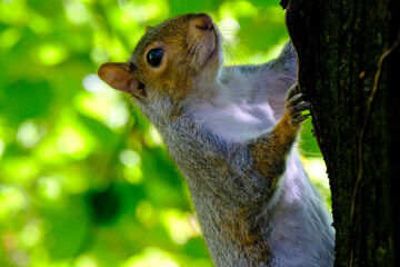 The Monza park at October: a squirrel