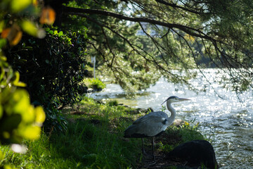 heron bird standing on the grassy bank of a lake in the sunlight