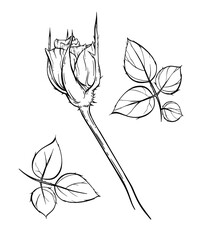 Linear hand drawn rose parts vector set. Beautiful outline flower bud on thin stem, big leaves. Elegant contour botanical element. Realistic plant silhouette art. Vintage ink sketch. Floral blossom