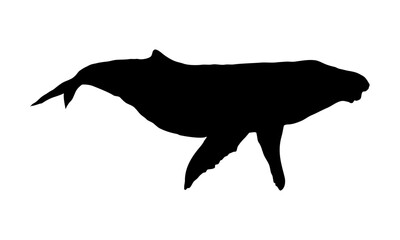 Humpback whale silhouette. Realistic vector animal.
