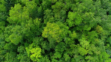 Naklejka premium arboreal. Aerial view of a lush green forest canopy under natural sunlight, radiating tranquility and beauty. travel magazines, destination branding, designed for outdoor magazines and nature guides.