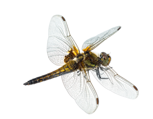 Dragonfly with translucent wings against a black backdrop, showing intricate details of its body and wing structure