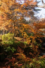 千葉県成田市　紅葉の成田山新勝寺
