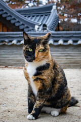 Multi-colored orange, black, and white domestic cat located in a temple in Korea