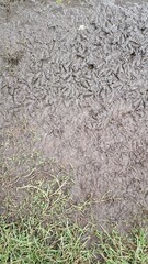 mud with bird tracks
