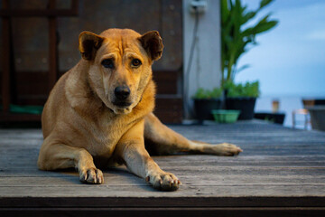Relaxed brown dog resting on a wooden deck with a serene ocean backdrop